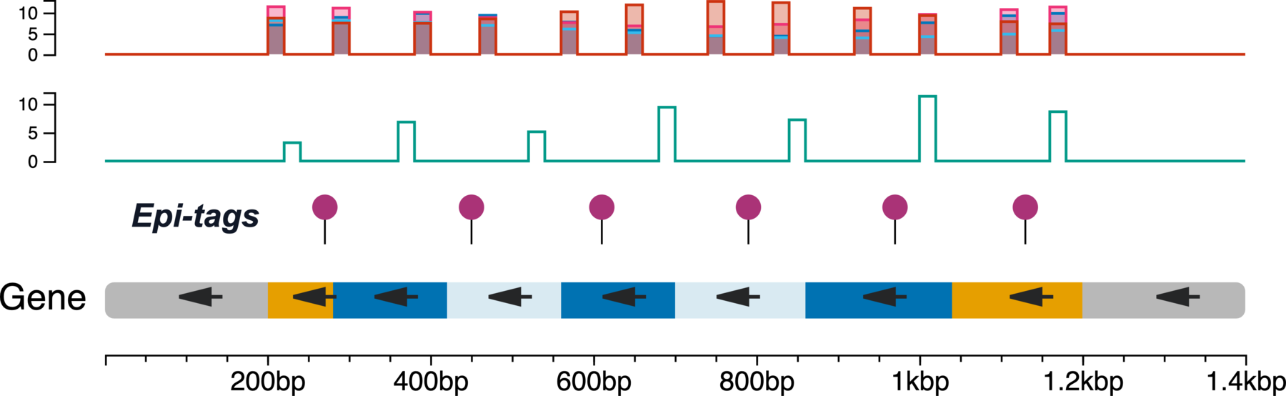 Gene-centered chromosome map examples